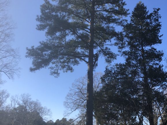 TREE TRIMMING