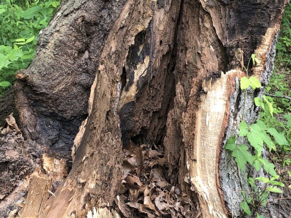 EMERGENCY TREE SERVICE