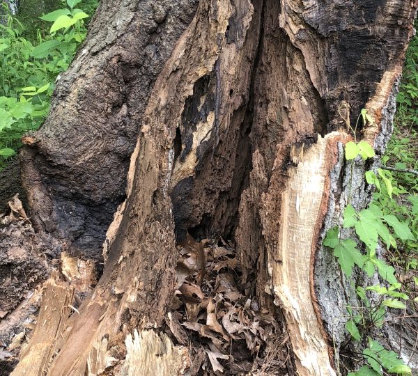Affordable tree removal Garner