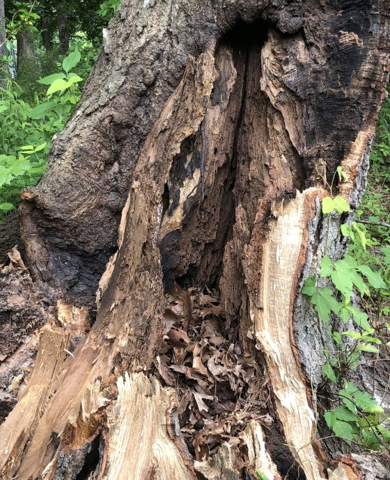 Affordable tree removal Garner
