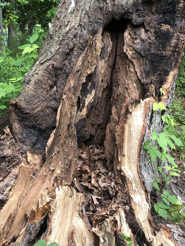 Affordable tree removal Garner