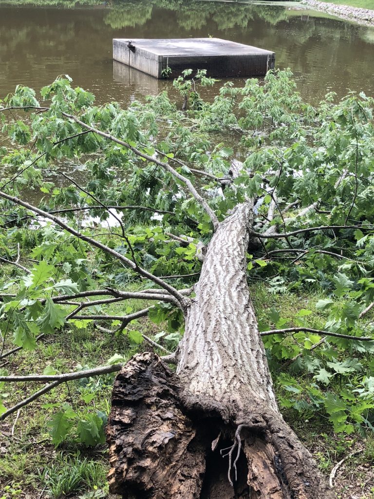 Tree Removal Raleigh