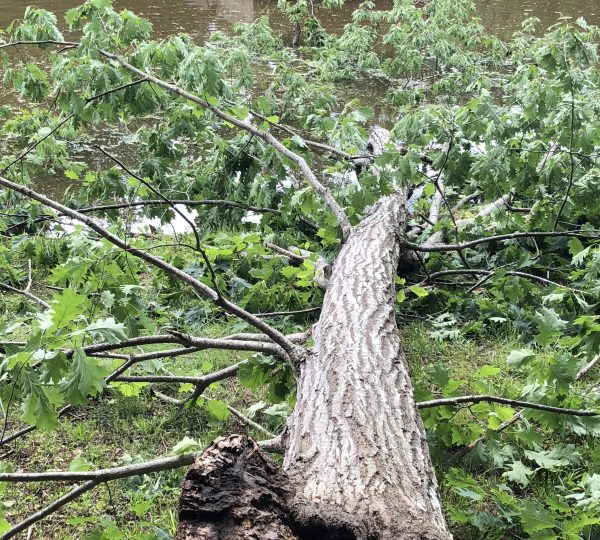 Best Tree Removal Company Garner