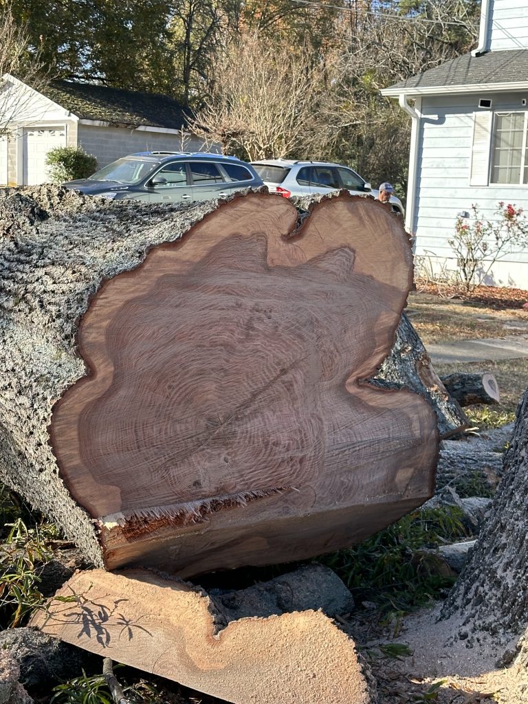 Emergency Tree Removal Raleigh