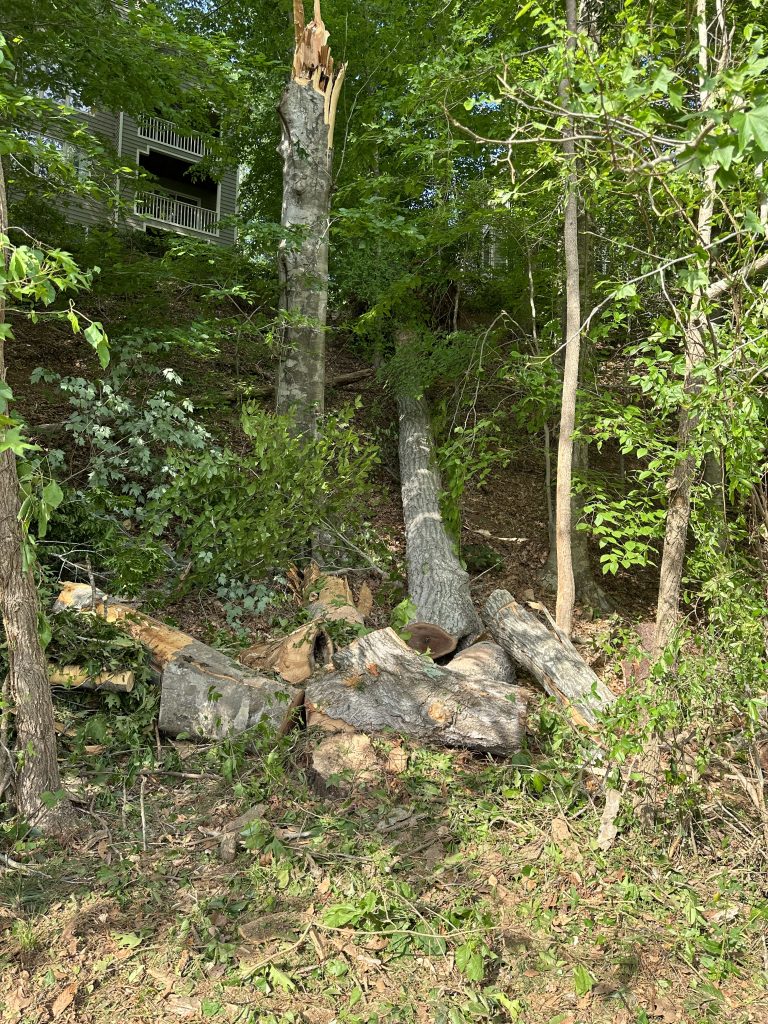 Tree Removal Garner NC