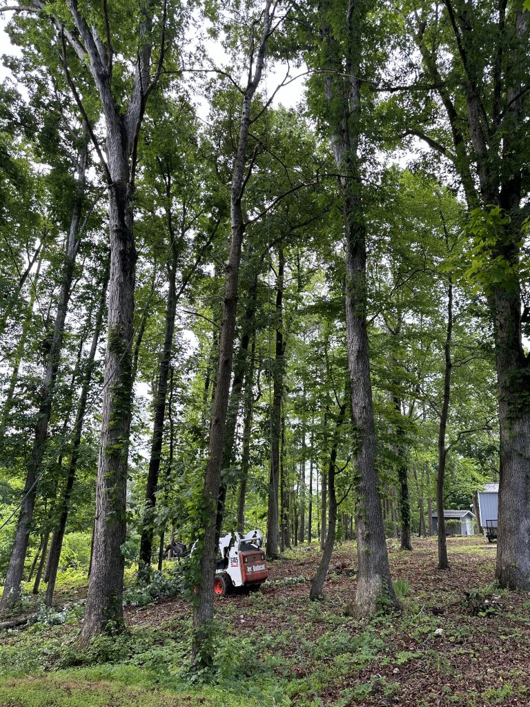 Tree removal Raleigh, Tree service Raleigh NC, Emergency tree removal Raleigh, Stump removal Raleigh, Tree cutting Raleigh.